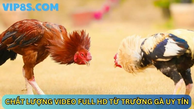 Không bỏ lỡ đòn đánh nào từ chiến kê với chất lượng video HD