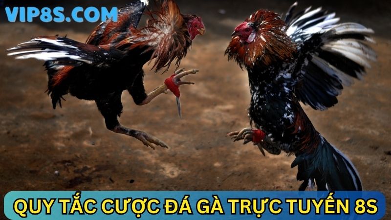 Quy tắc cược đá gà trực tuyến 8s